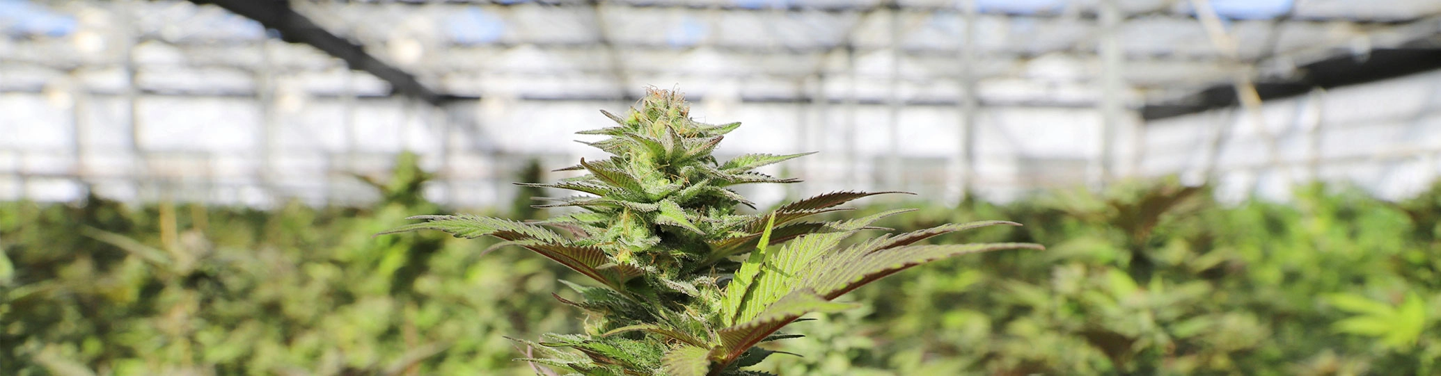 CSCWeed12070
