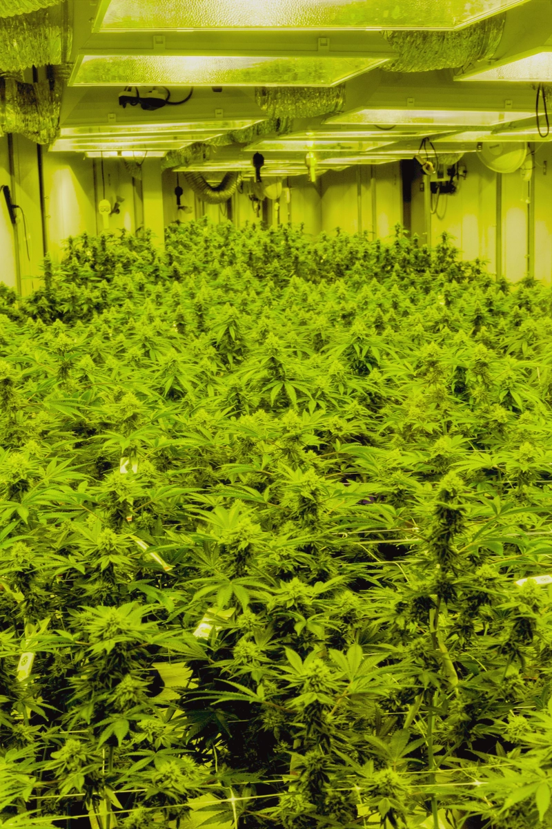 Home-plantage