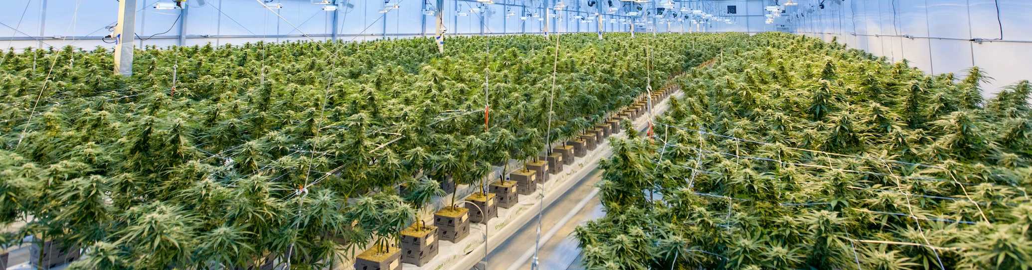 weed_wiesbaden_hero__orig